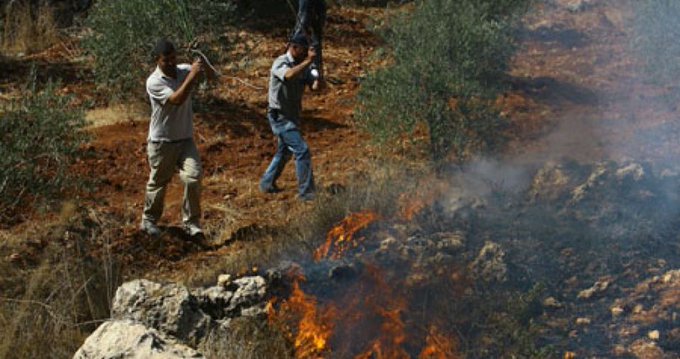 Pemukim Ilegal Yahudi Bakar Puluhan Pohon Zaitun Milik Warga Palestina yang Siap Dipanen
